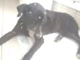 Cachorro raça SRD idade 6 ou mais anos nome Velhinha