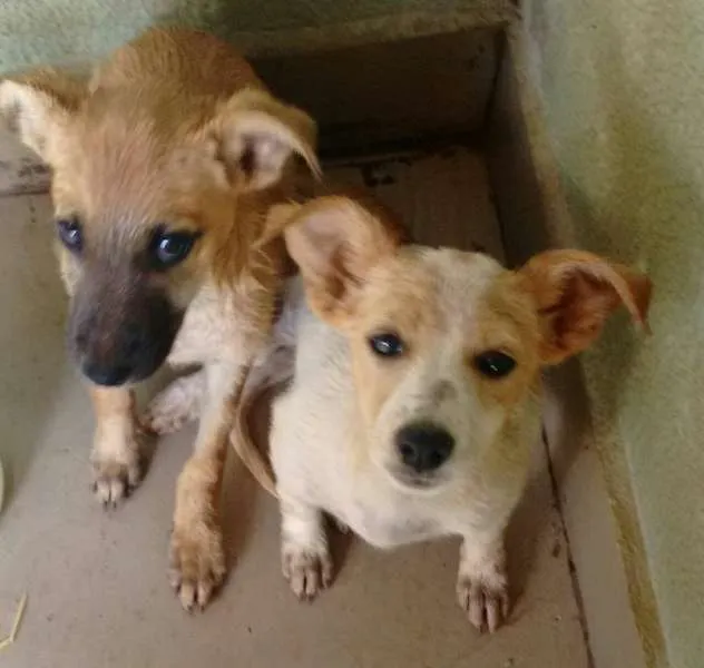 Cachorro ra a indefinida idade 2 a 6 meses nome Goiânia