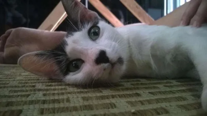 Gato ra a SRD idade 1 ano nome Narizinho