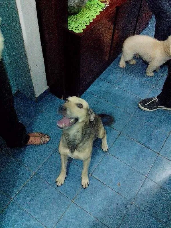 Cachorro ra a sem raça definida idade 2 anos nome Limão