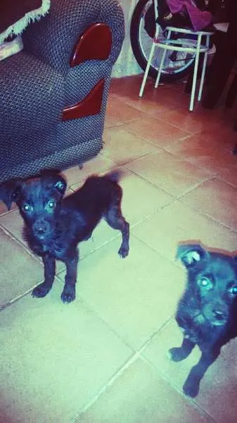 Cachorro ra a Vira lata idade Abaixo de 2 meses nome Neguinha e Neguinho