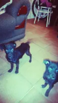 Neguinha e Neguinho