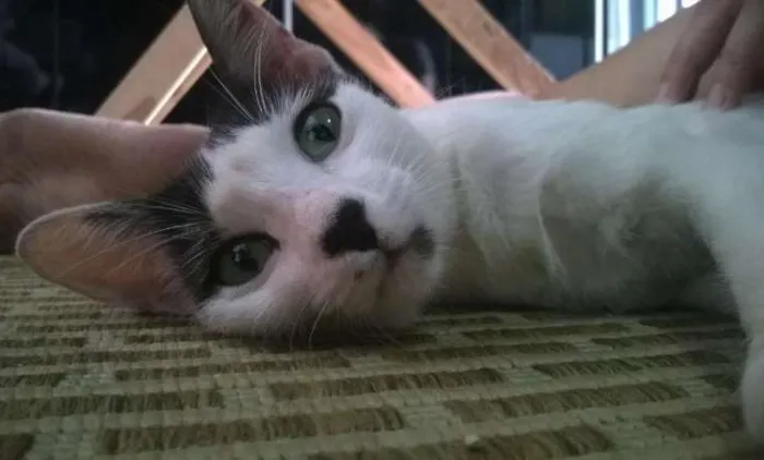 Gato ra a SRD idade 1 ano nome Narizinho