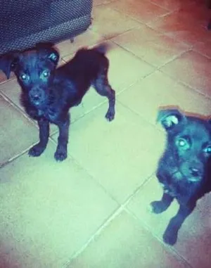 Cachorro raça Vira lata idade Abaixo de 2 meses nome Neguinha e Neguinho