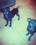 Neguinha e Neguinho