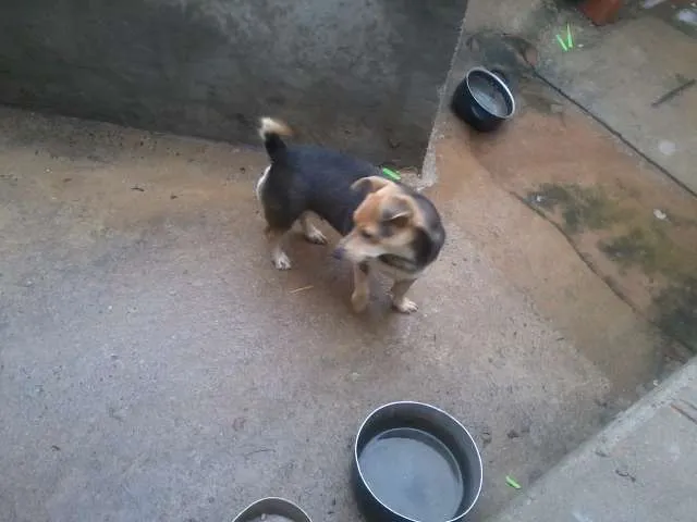 Cachorro ra a SRD idade 3 anos nome Lara