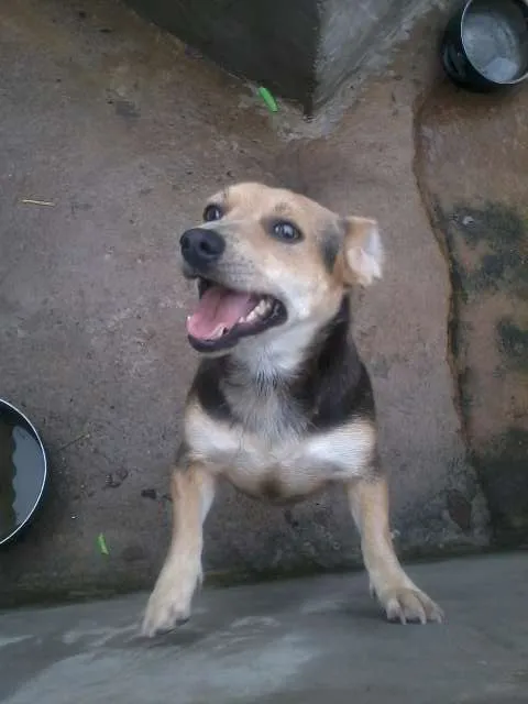 Cachorro ra a SRD idade 3 anos nome Lara
