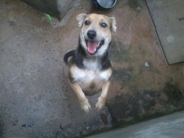 Cachorro ra a SRD idade 3 anos nome Lara