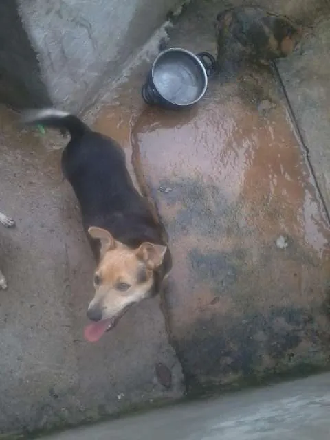 Cachorro ra a SRD idade 3 anos nome Lara