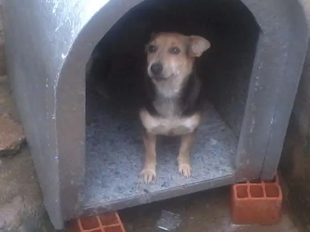 Cachorro ra a SRD idade 3 anos nome Lara