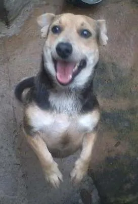 Cachorro ra a SRD idade 3 anos nome Lara