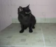 Gatão
