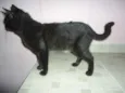 Gatão
