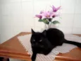 Gatão
