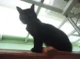 Gatão