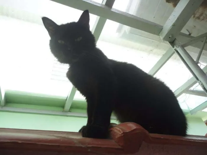 Gato ra a SRD idade 5 anos nome Gatão