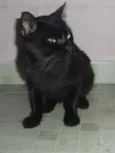 Gatão