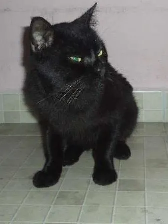 Gato ra a SRD idade 5 anos nome Gatão