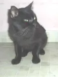 Gatão