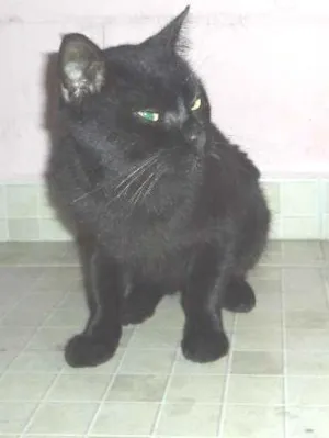 Gato raça SRD idade 5 anos nome Gatão