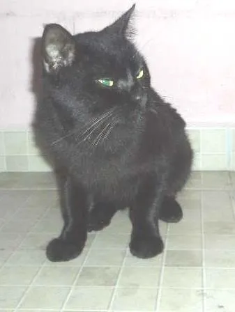 Gato ra a SRD idade 5 anos nome Gatão