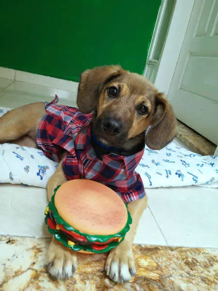 Cachorro ra a SRD idade 2 a 6 meses nome CHICO