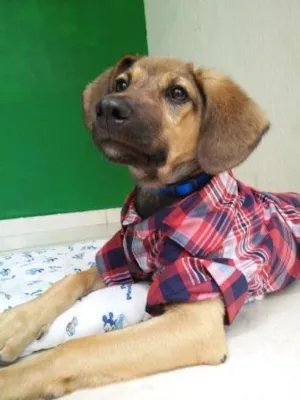 Cachorro raça SRD idade 2 a 6 meses nome CHICO