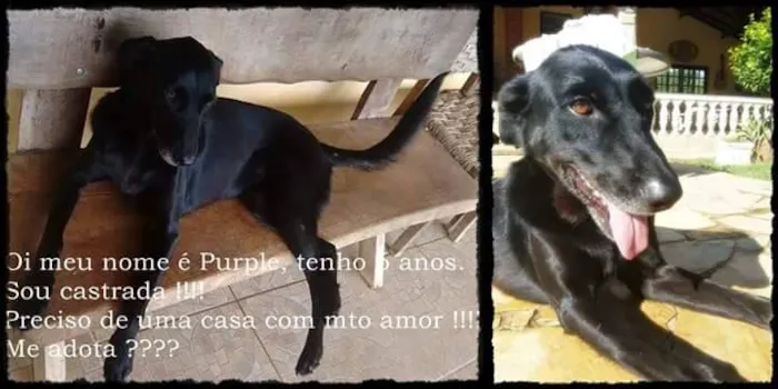 Cachorro ra a SRD idade 6 ou mais anos nome PURPLE