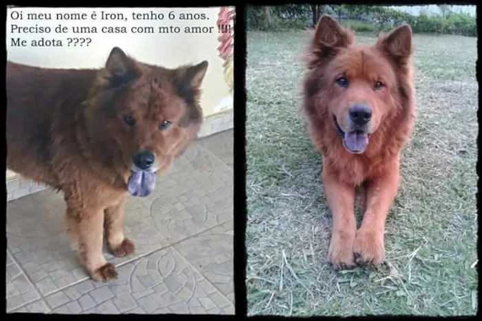 Cachorro ra a Chow Chow idade 6 ou mais anos nome IRON