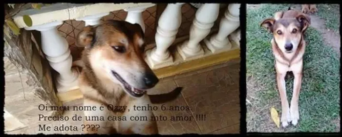 Cachorro raça SRD idade 6 ou mais anos nome OZZY