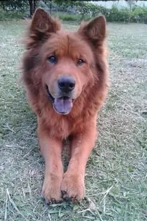 Cachorro ra a Chow Chow idade 6 ou mais anos nome IRON