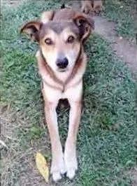 Cachorro raça SRD idade 6 ou mais anos nome OZZY
