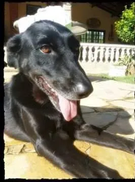 Cachorro raça SRD idade 6 ou mais anos nome PURPLE