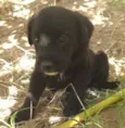 Cachorro raça Labrador idade Abaixo de 2 meses nome neguinho