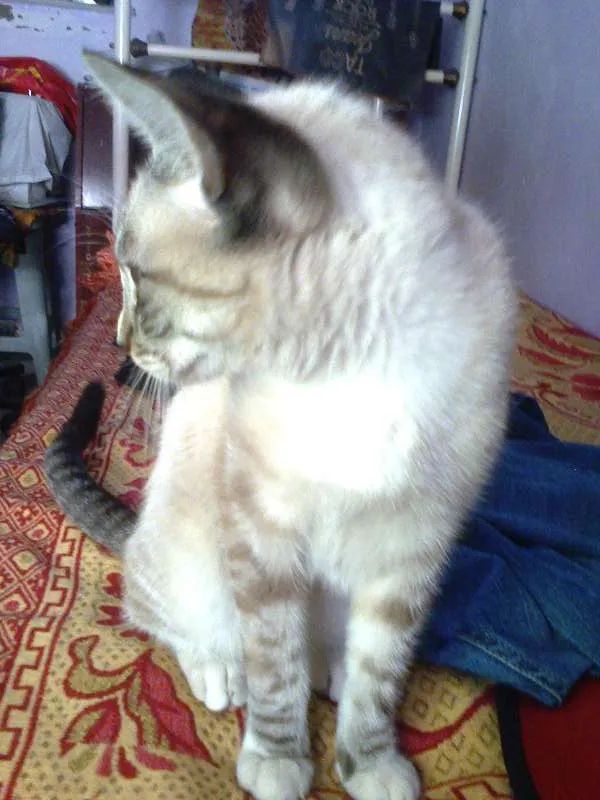 Gato raça meio siames idade Abaixo de 2 meses nome Peck
