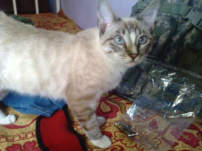 Gato raça meio siames idade Abaixo de 2 meses nome Peck