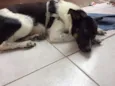 Moçinha