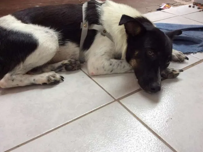 Cachorro raça Vira-Lata idade 1 ano nome Moçinha