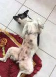 Moçinha