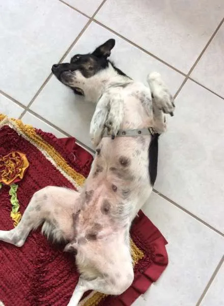 Cachorro raça Vira-Lata idade 1 ano nome Moçinha