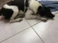 Moçinha