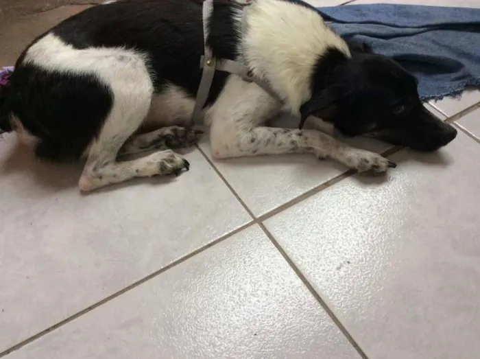 Cachorro raça Vira-Lata idade 1 ano nome Moçinha