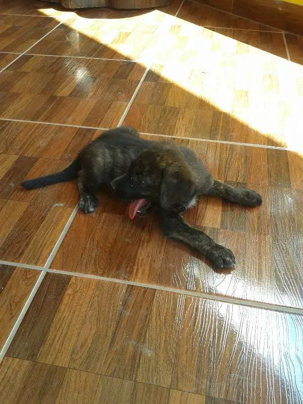 Cachorro raça fila com vira lata idade 2 a 6 meses nome são filhotes