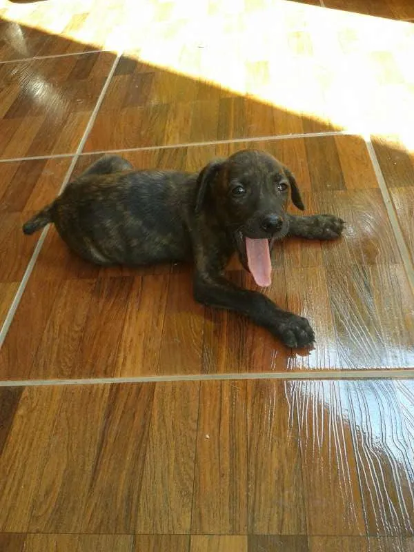 Cachorro raça fila com vira lata idade 2 a 6 meses nome são filhotes