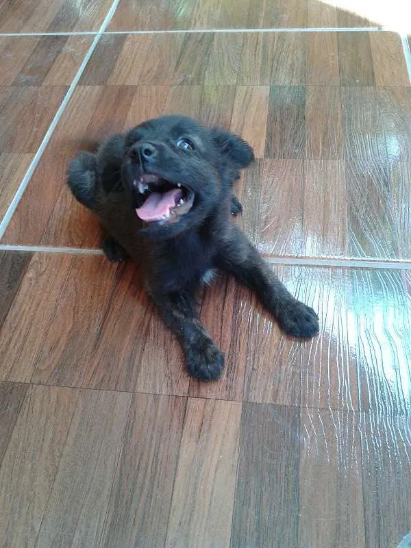 Cachorro raça fila com vira lata idade 2 a 6 meses nome são filhotes
