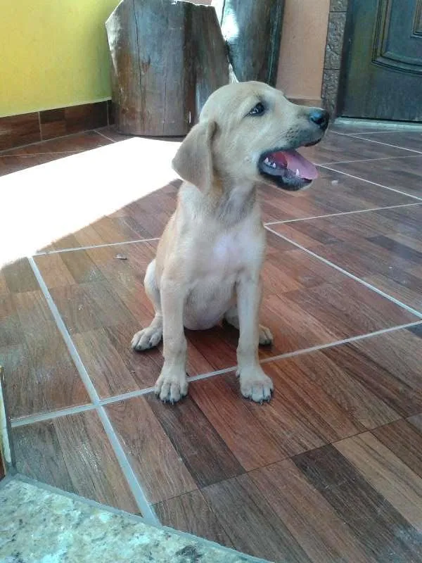 Cachorro raça fila com vira lata idade 2 a 6 meses nome são filhotes