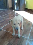 são filhotes