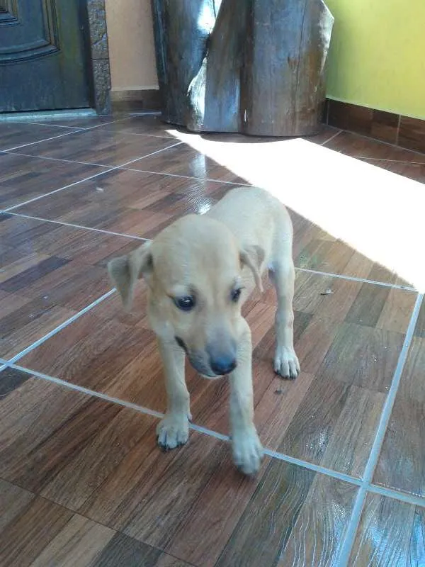 Cachorro raça fila com vira lata idade 2 a 6 meses nome são filhotes