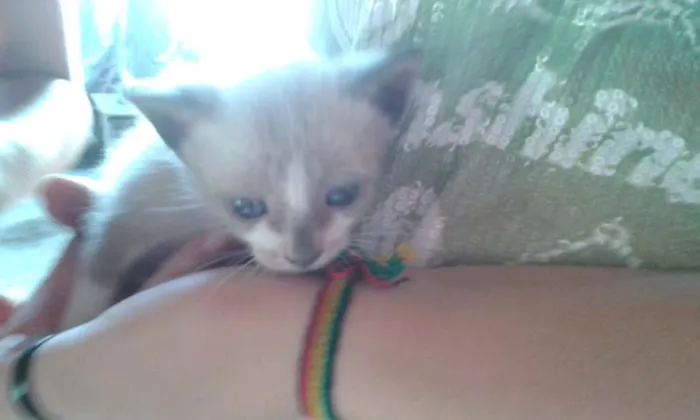Gato raça meio siames idade Abaixo de 2 meses nome Peck