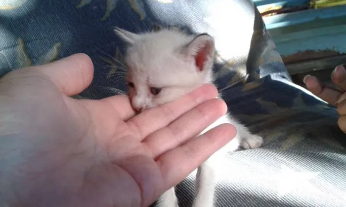 Gato raça meio siames idade Abaixo de 2 meses nome Peck